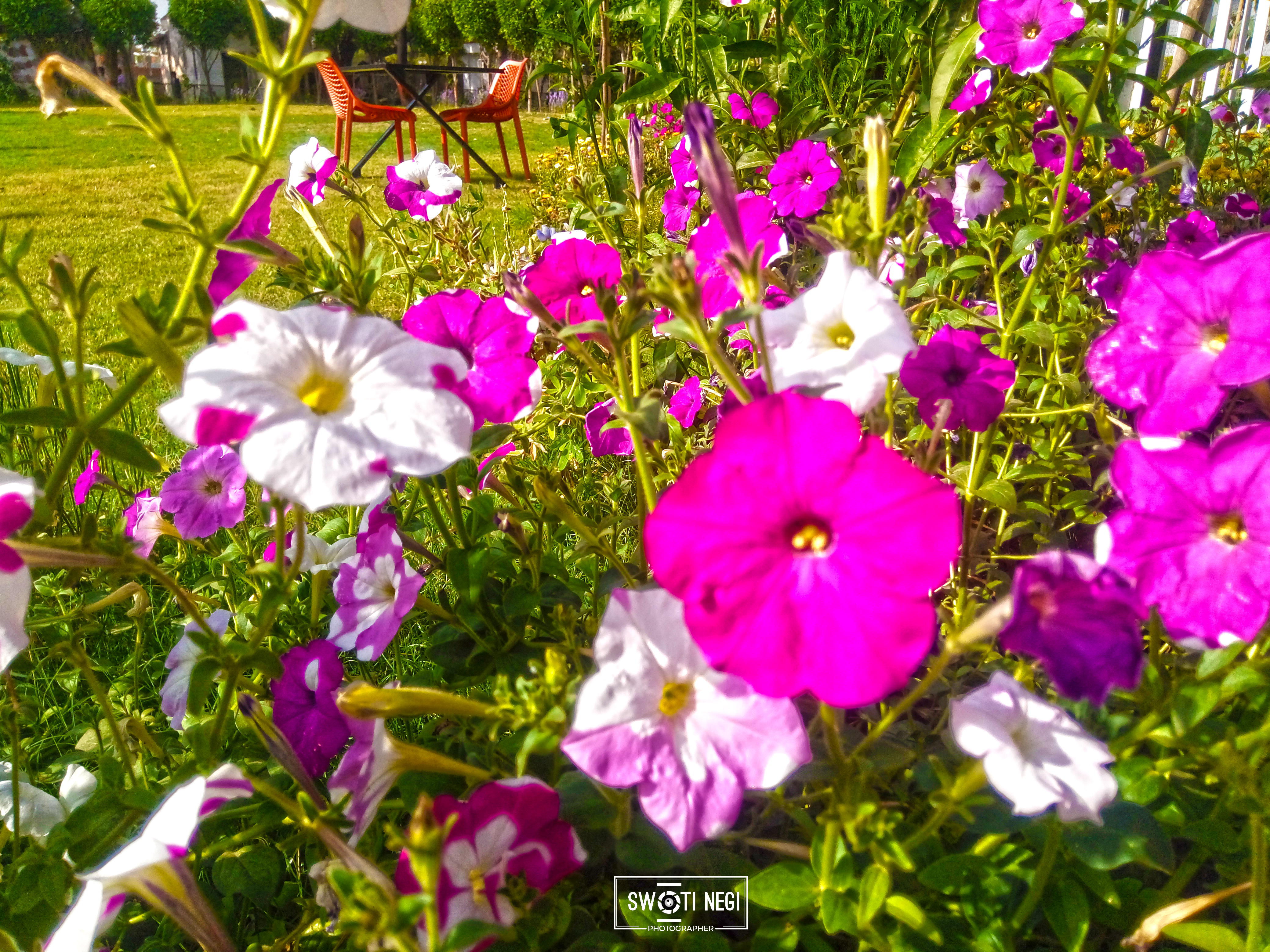 “The earth laughs in flowers.” — Ralph Waldo Emerson